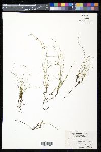 Equisetum scirpoides image