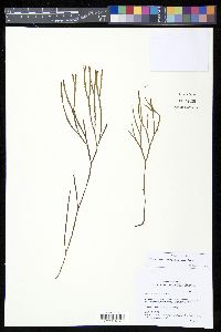 Psilotum complanatum image