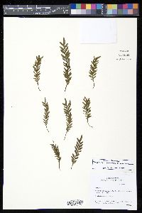Media resource of Tmesipteris zamorarum