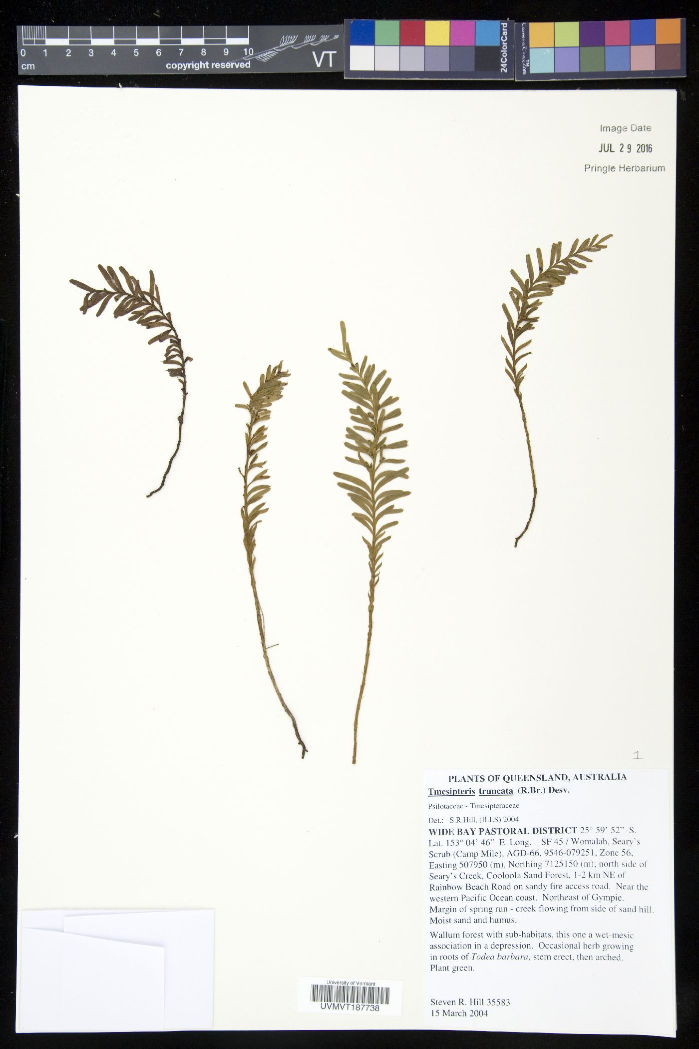 Tmesipteris truncata image