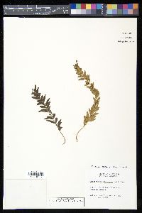 Tmesipteris norfolkensis image