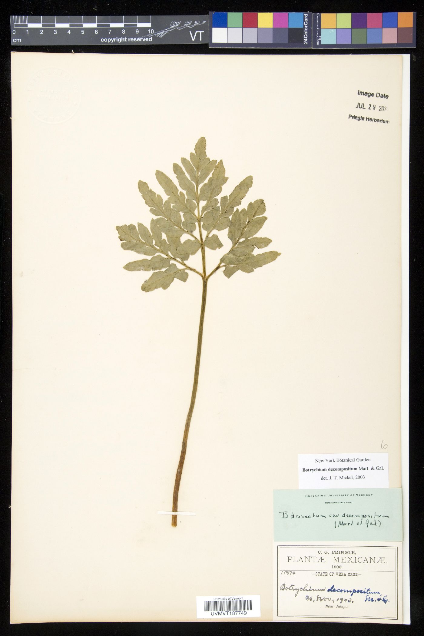 Botrychium decompositum image