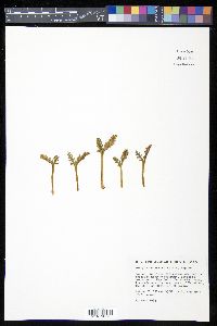 Botrychium campestre image