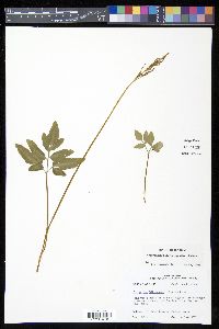 Sceptridium biternatum image