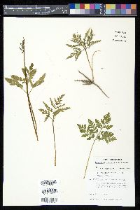 Sceptridium biternatum image