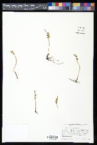 Botrychium lunaria image