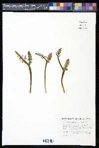 Botrychium minganense image