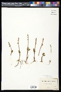 Botrychium simplex var. simplex image