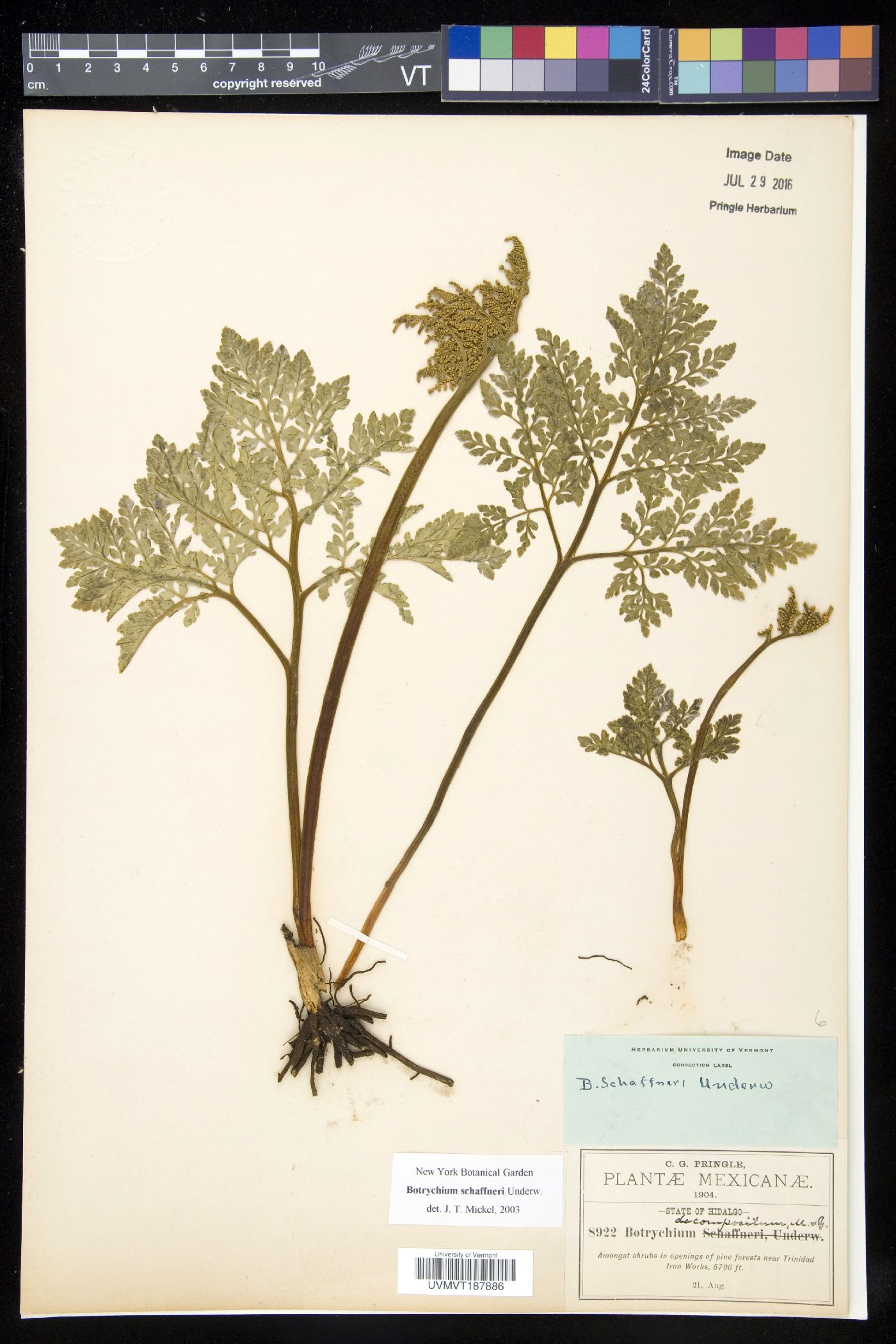 Botrychium schaffneri image