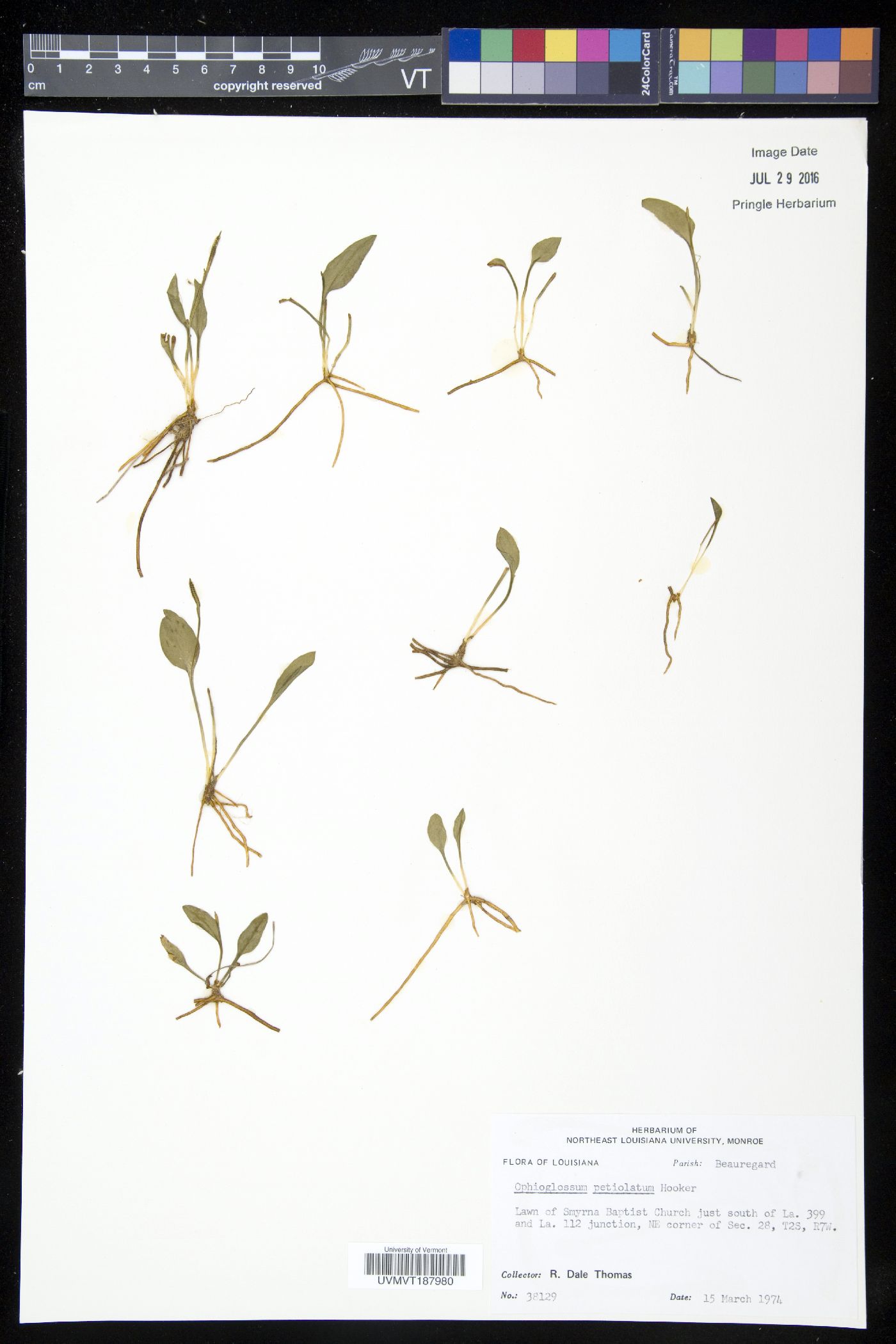 Ophioglossum petiolatum image