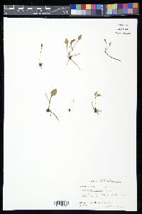 Ophioglossum petiolatum image