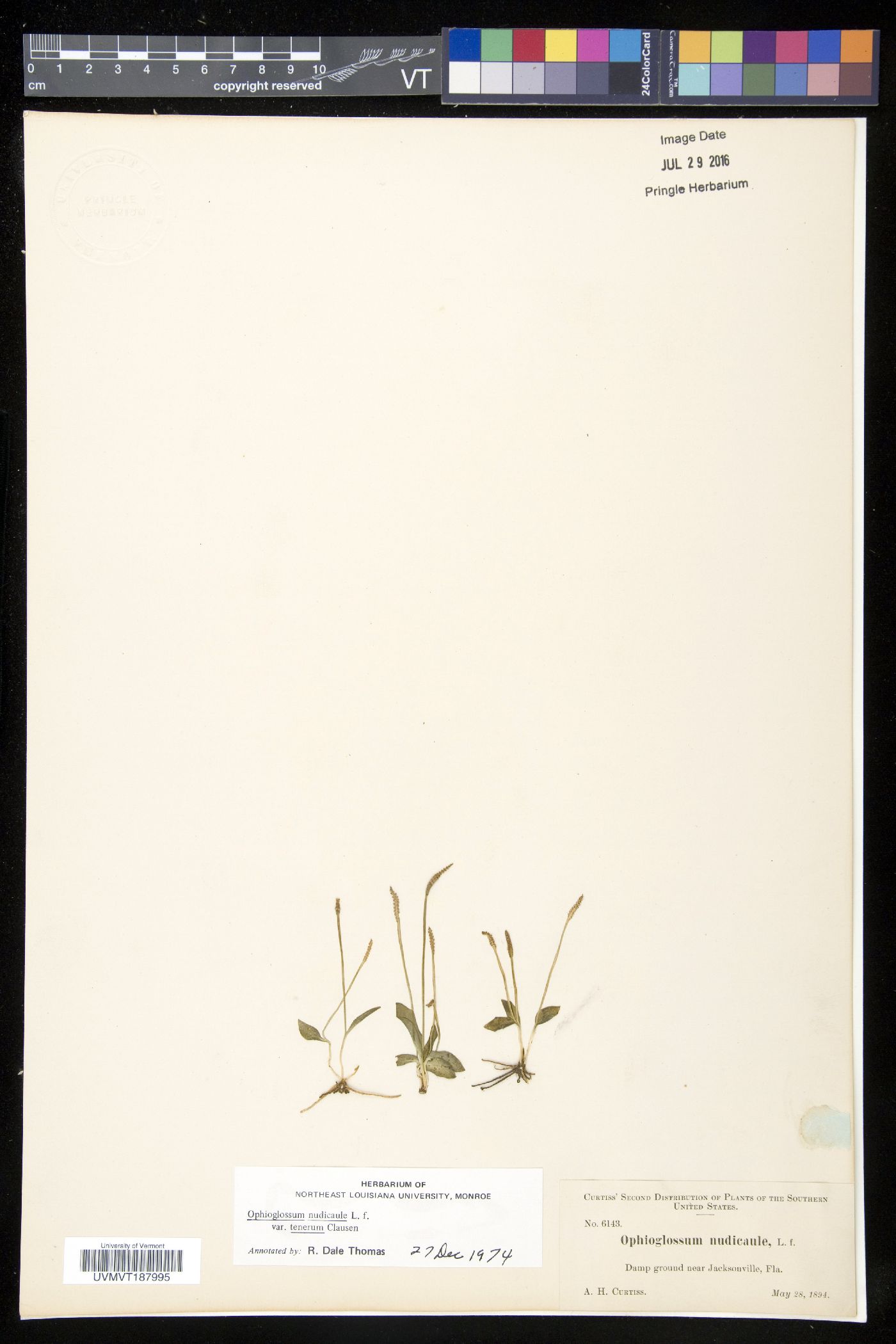 Ophioglossum nudicaule image