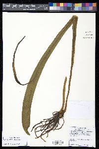 Ophioglossum pendulum image