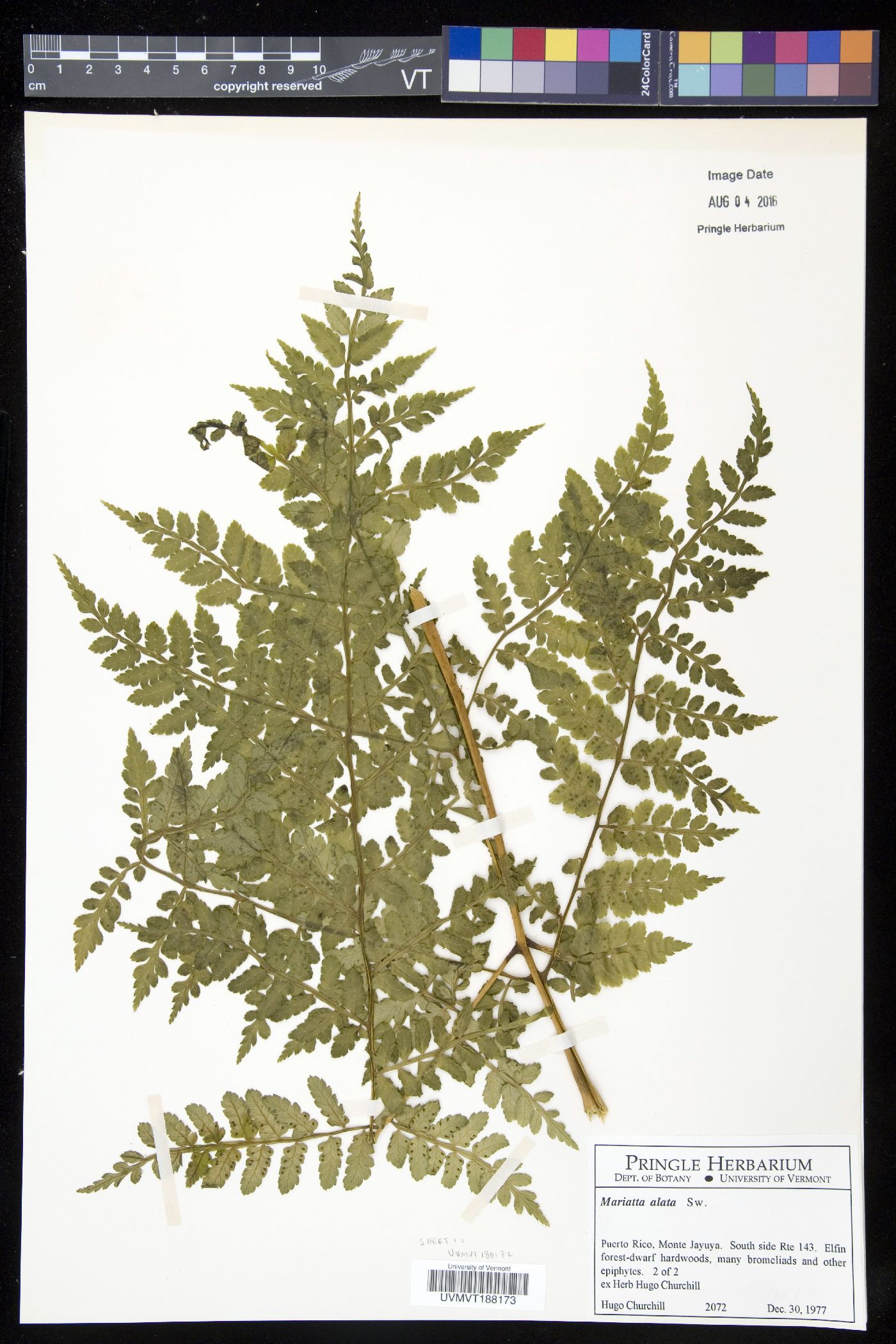 Marattia alata image