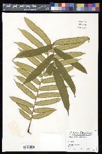 Marattia smithii image