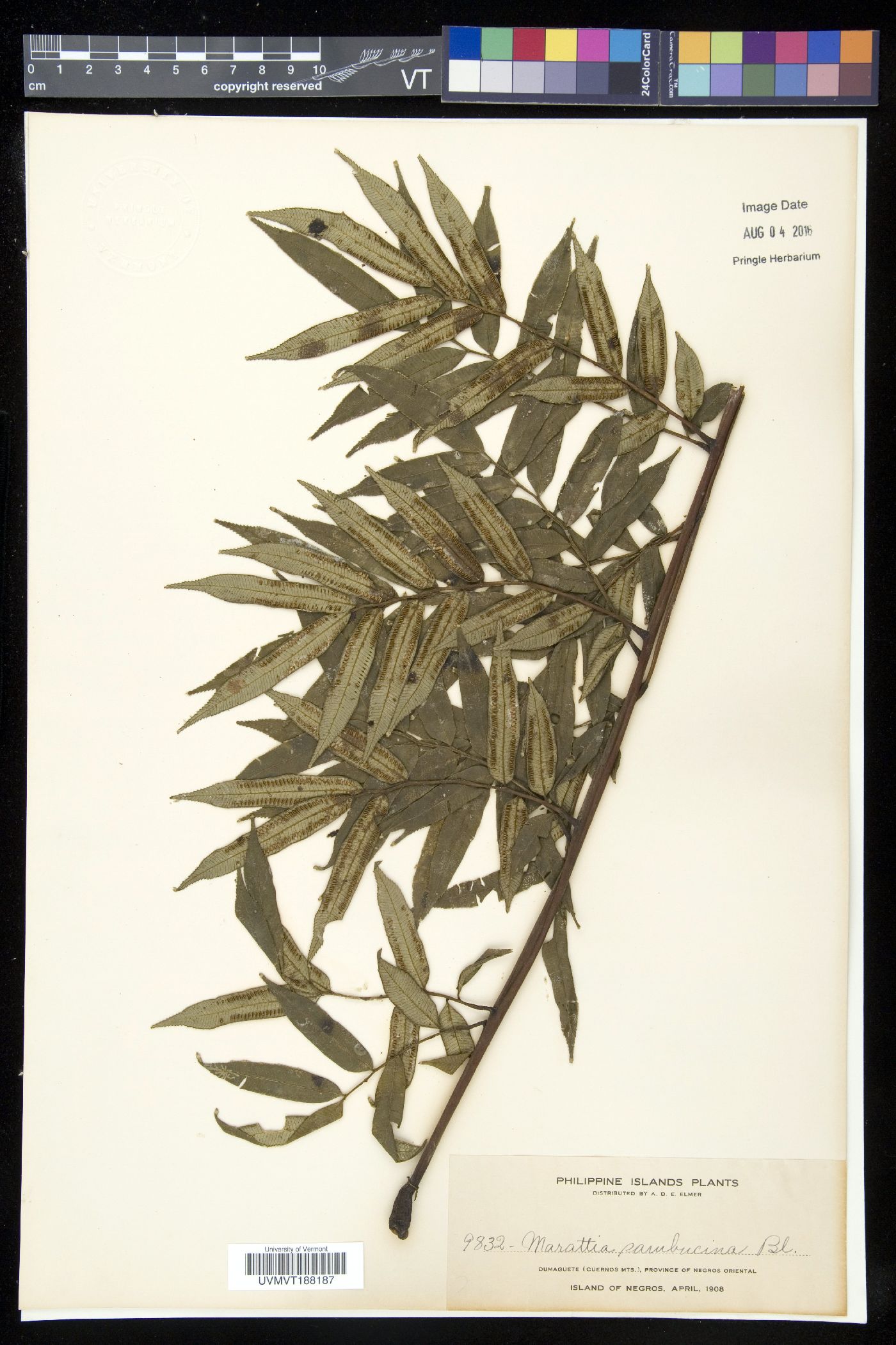 Ptisana sambucina image