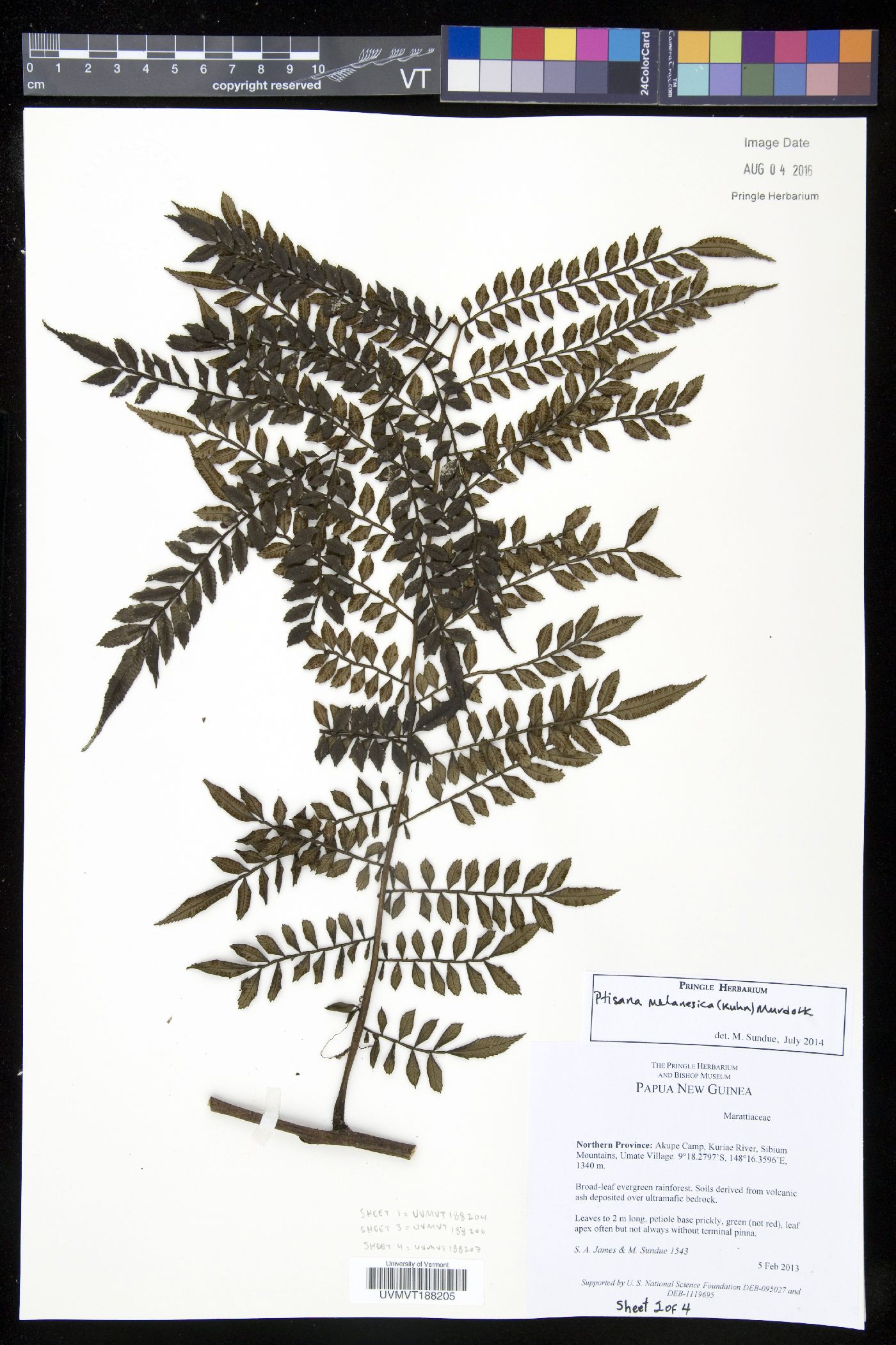 Ptisana melanesica image