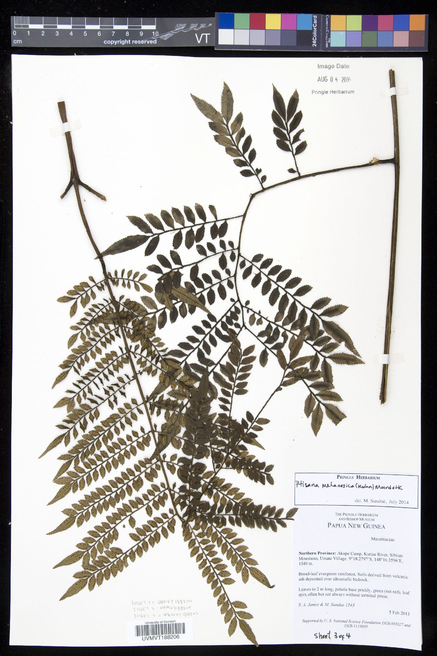 Ptisana melanesica image