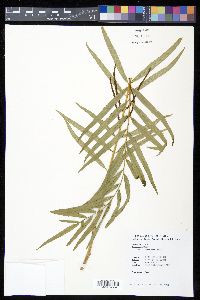 Osmunda vachellii image