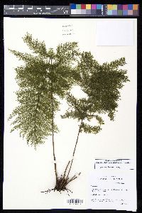 Callistopteris apiifolia image