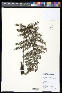 Callistopteris apiifolia image