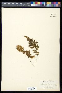 Hymenophyllum ciliatum image