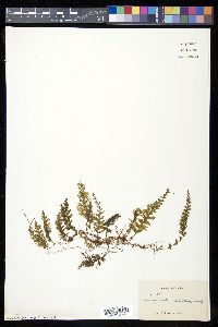 Hymenophyllum hirsutum image