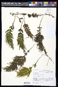 Hymenophyllum caudiculatum image