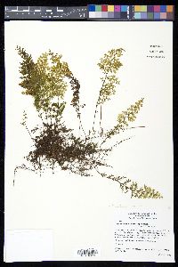 Hymenophyllum myriocarpum image