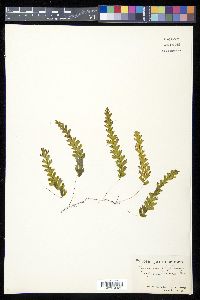 Hymenophyllum asplenioides image