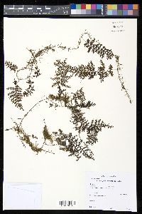 Hymenophyllum fucoides image