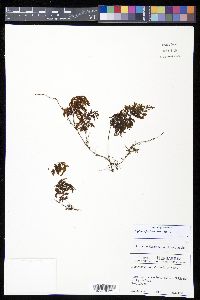 Hymenophyllum fucoides image