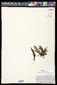 Hymenophyllum fucoides image
