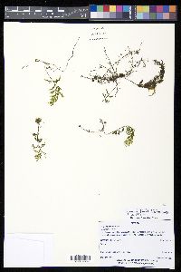 Hymenophyllum fucoides image