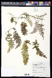 Hymenophyllum fucoides image