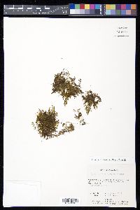 Hymenophyllum fucoides image