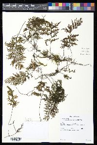 Hymenophyllum fucoides image