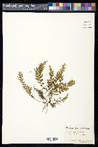 Hymenophyllum fucoides image