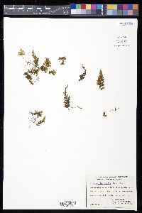 Hymenophyllum fragile image