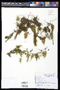 Hymenophyllum elegans image