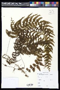 Hymenophyllum superbum image