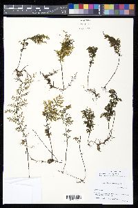 Hymenophyllum myriocarpum image