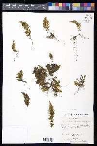 Hymenophyllum myriocarpum image