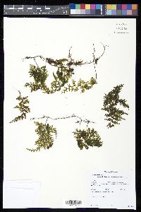 Hymenophyllum myriocarpum image