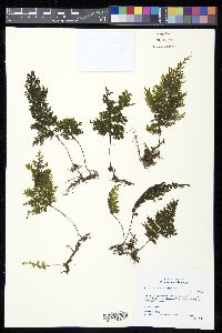 Hymenophyllum microcarpum image