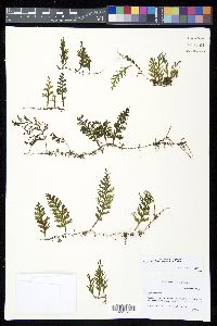 Hymenophyllum hirsutum image