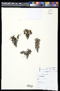 Hymenophyllum hirsutum image