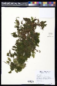 Hymenophyllum hirsutum image