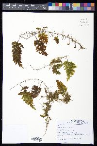 Hymenophyllum hirsutum image