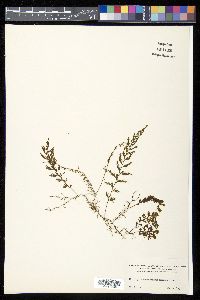 Hymenophyllum fucoides image